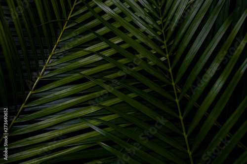 Green leaf layout  dark tropical tone  creative  Wang Rabat natural summer concept  Phuket Thailand