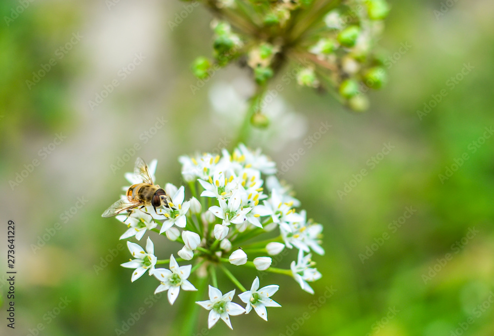 Small wild bee on flowering wild garlic allium ursinum Small wild bee on flowering wild garlic allium ursinum