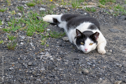 白黒猫のひねりが効いたポーズ