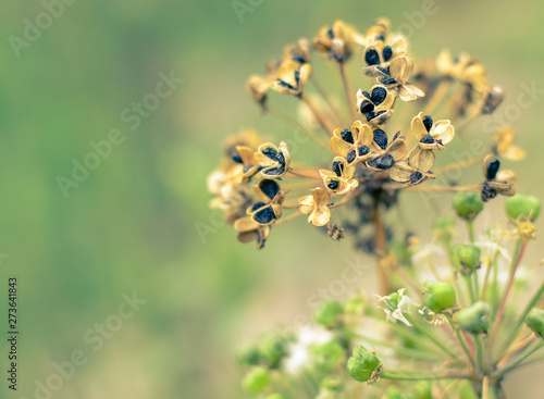 Dry garlic flower head, blooming and raw at nature
