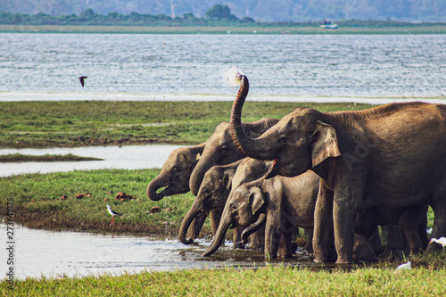 Canvas Print herd of elephants