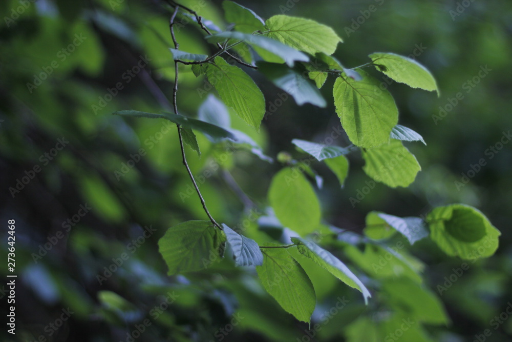 Vegetation in a forest