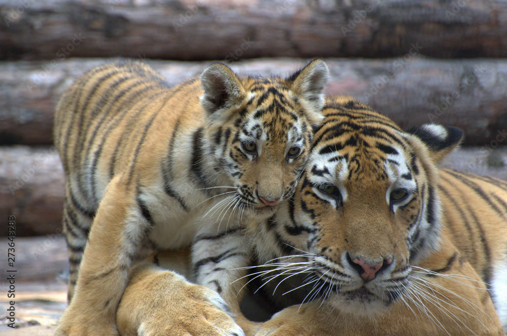 Obraz premium A beautiful tigress and a small tiger cub lie on the logs and play
