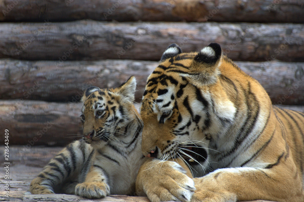 Beautiful tigress is caring for a little tiger cub. Beautiful tigress is caring for a little tiger cub.