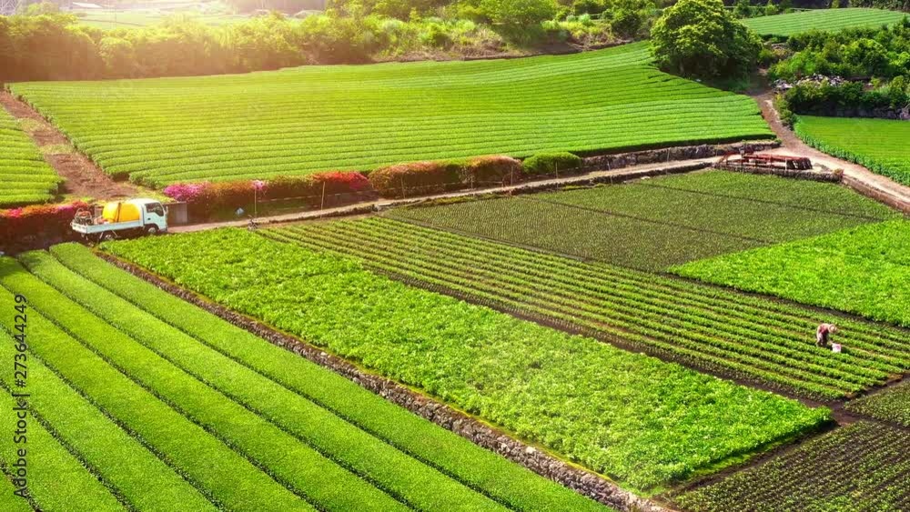 Tea plantation in aerial view at Mount Fuji, Japan 2019 Tea plantation in aerial view at Mount Fuji, Japan 2019