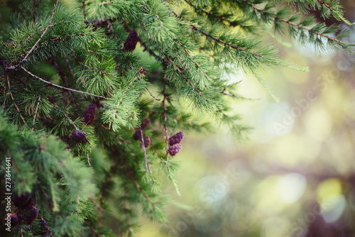 Summer beautiful background of nature - branches of larch cones