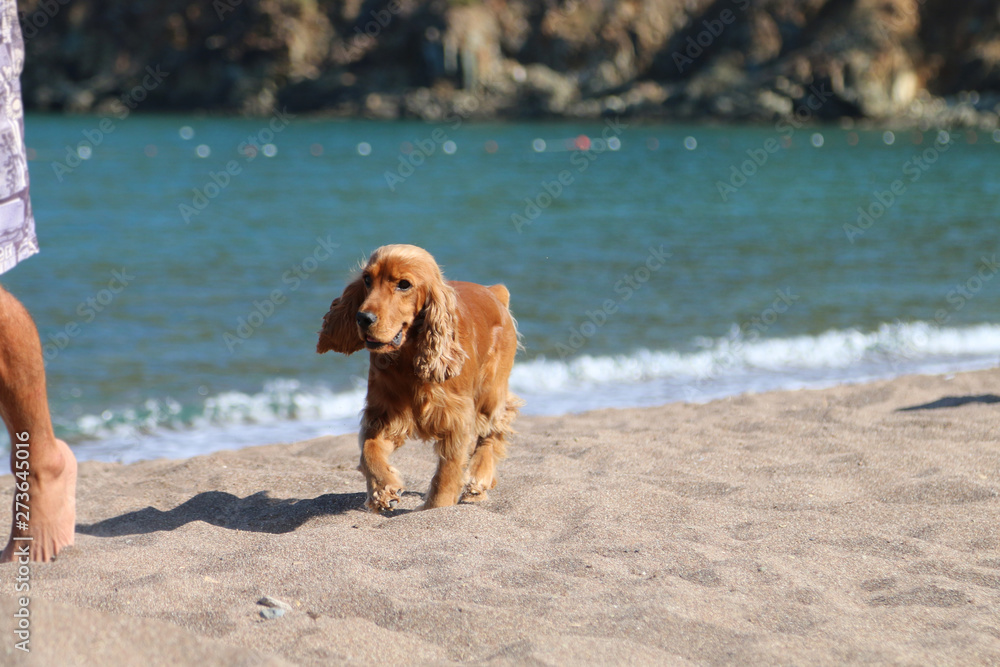 Cocker spaniel breed dog running on the beach and having fun. Cocker spaniel breed dog running on the beach and having fun.