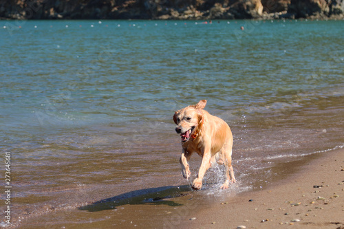 Golden retriever breed dog running on the beach and having fun.