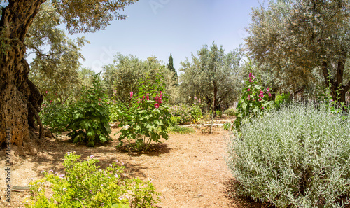 Olive trees in Gethsemane