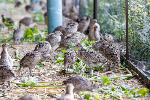 five weeks old pheasants on the farm