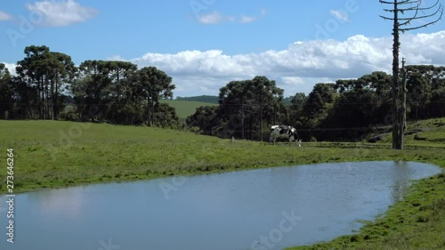 close up cow eating a grass in the field next to the pond with forrest background in sunny sky