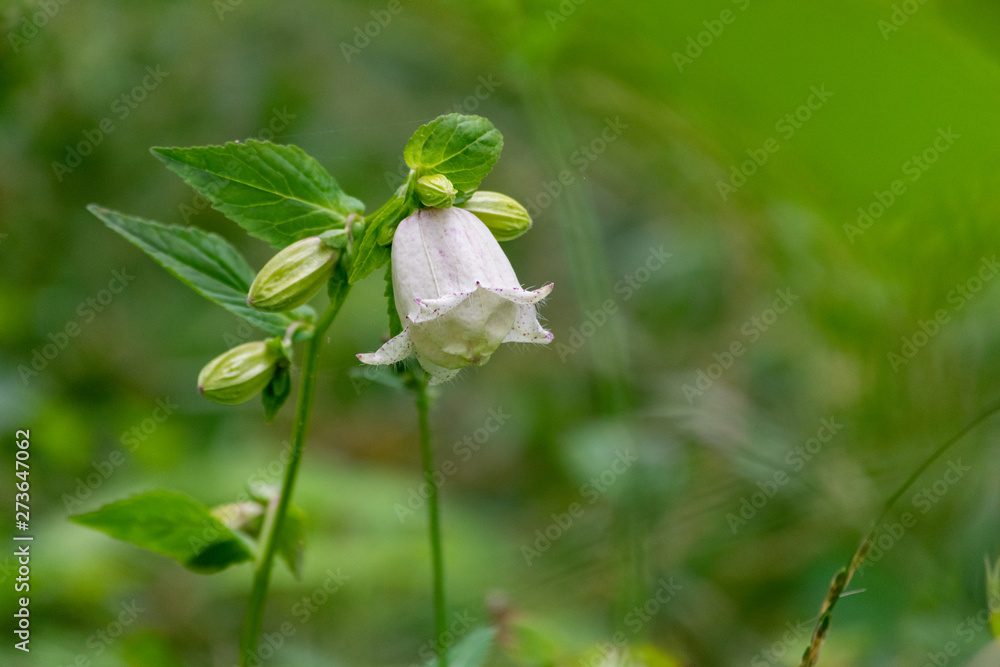 ホタルブクロ　麻機遊水地　静岡
