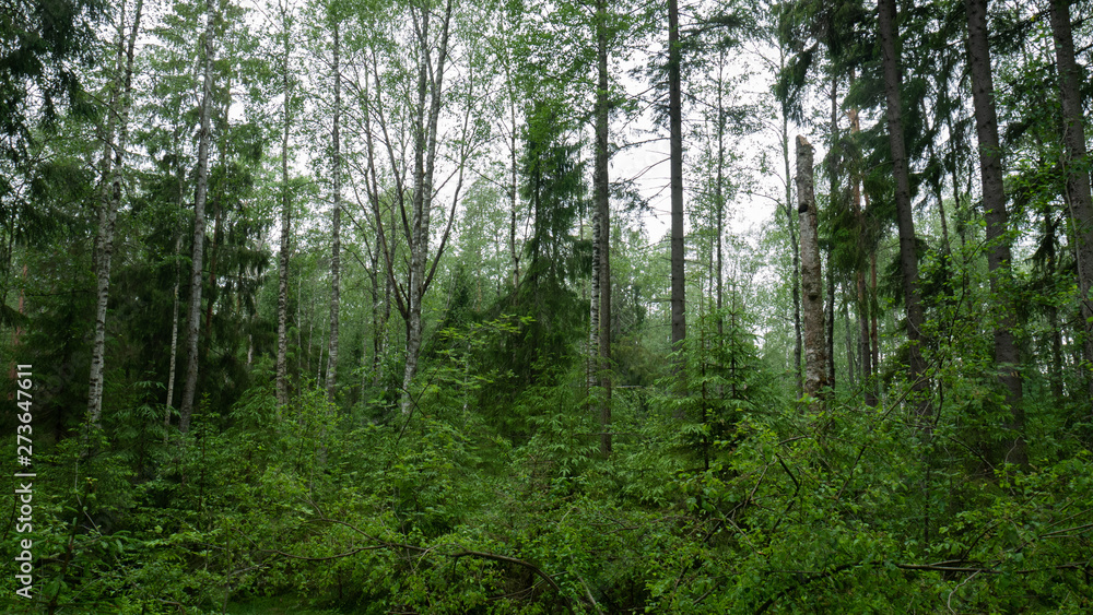Fototapeta premium Old forest with trees and green plants