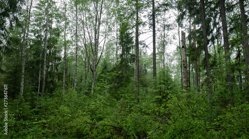 Old forest with trees and green plants