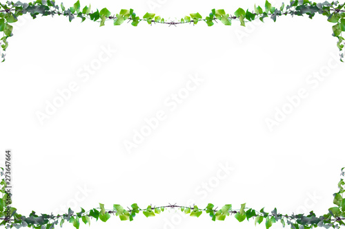 ivy vine on wire background white