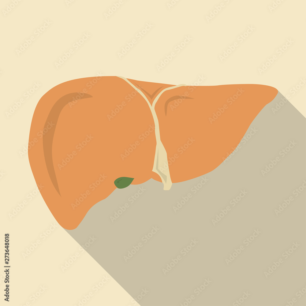 Fatty liver. Simple cartoon flat vector illustration with long shadow
