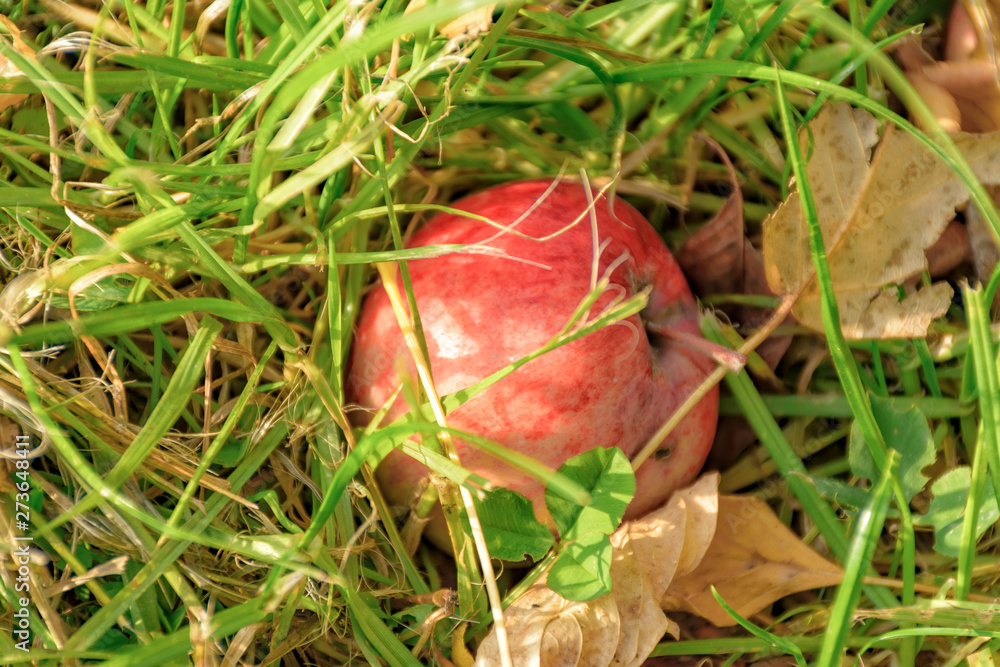 An Apple fallen from a tree, lying in the grass. An Apple fallen from a tree, lying in the grass.