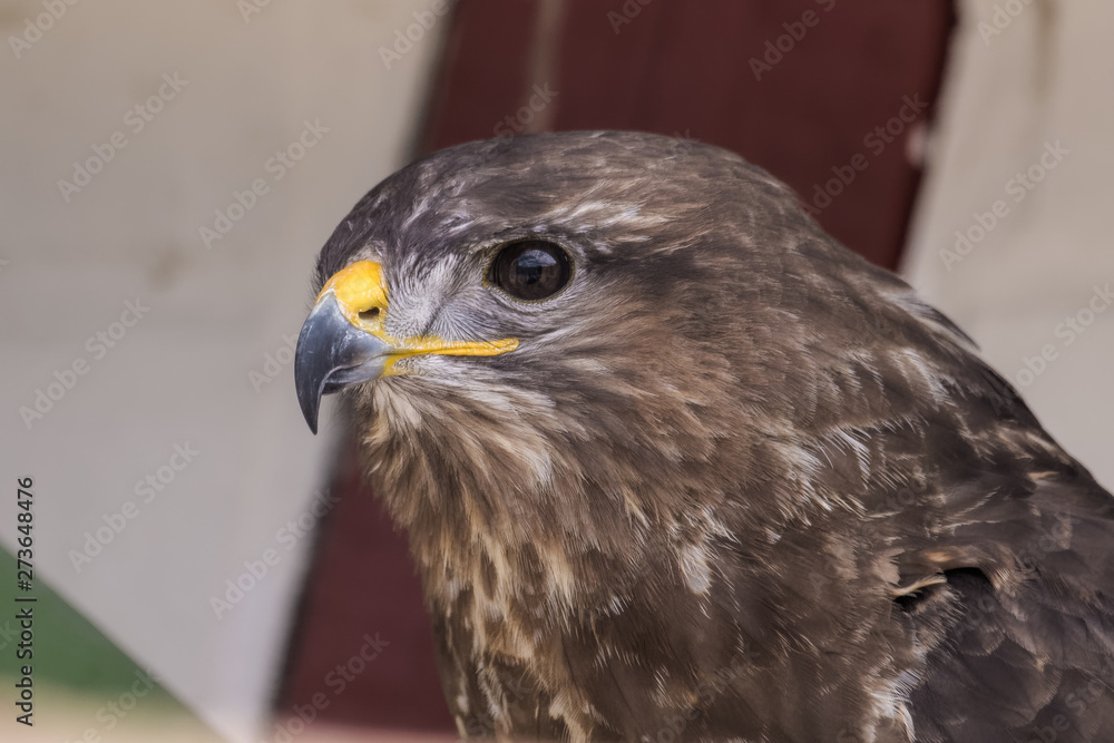 Closeup portrait of a european buzzard sitting in front of a house Closeup portrait of a european buzzard sitting in front of a house