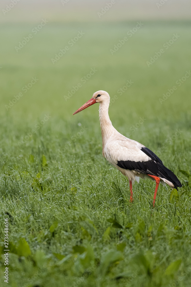 European white stork looking for prey in a meadow European white stork looking for prey in a meadow