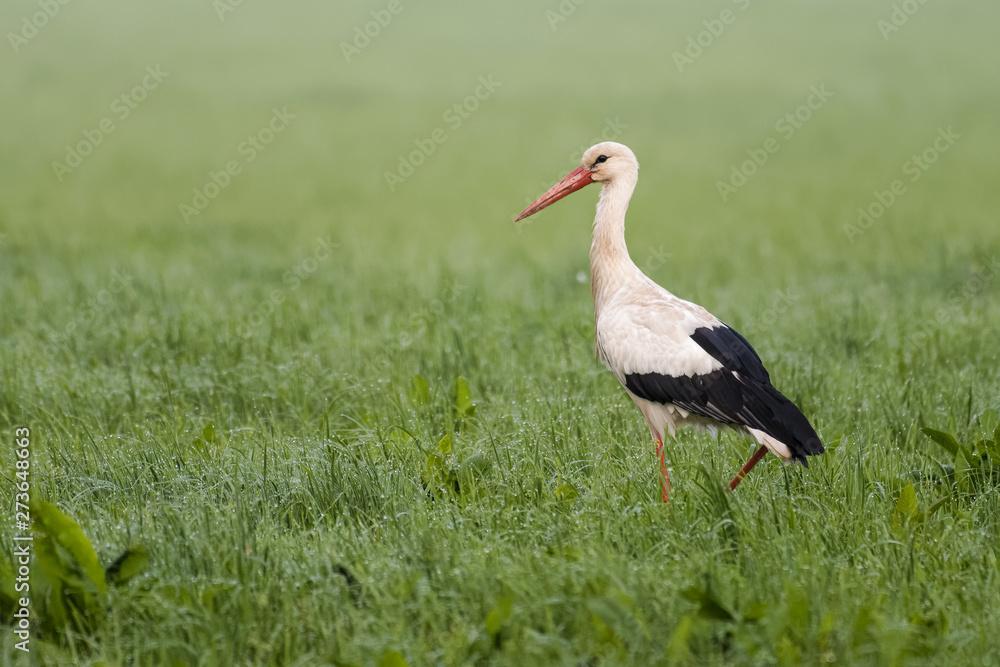 European white stork looking for prey in a meadow European white stork looking for prey in a meadow