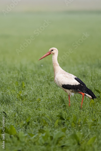European white stork looking for prey in a meadow