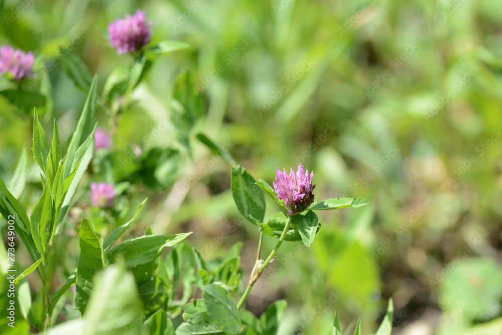 Pink clover flowers on a summer meadow close up Pink clover flowers on a summer meadow close up