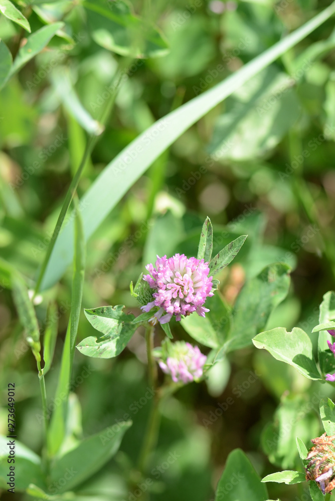 Pink clover flowers on a summer meadow close up Pink clover flowers on a summer meadow close up
