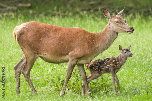 Fototapeta Naklejka Na Ścianę i Meble -  Red deer doe with her fawn