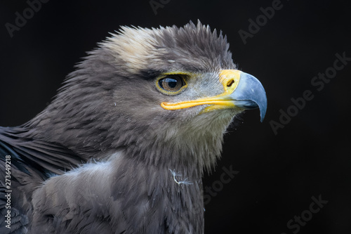 Closeup portrait of a steppe eagle