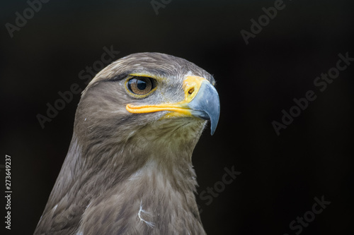 Closeup portrait of a steppe eagle © Thorsten Spoerlein