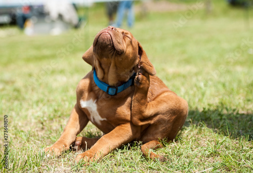 Fleas Attack. Dogue de Bordeaux puppy scratching