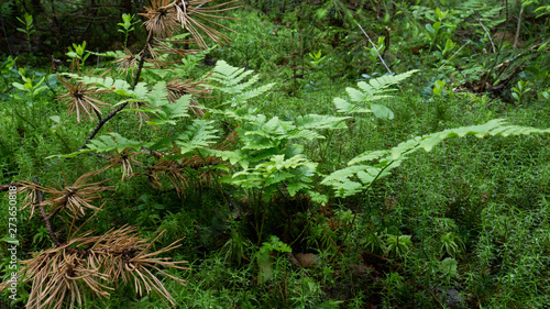 twig of a plant in the middle of an old forest