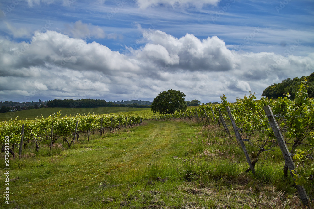 Fototapeta premium Stunning green view of an English vineyard on a sunny but cloudy day.
