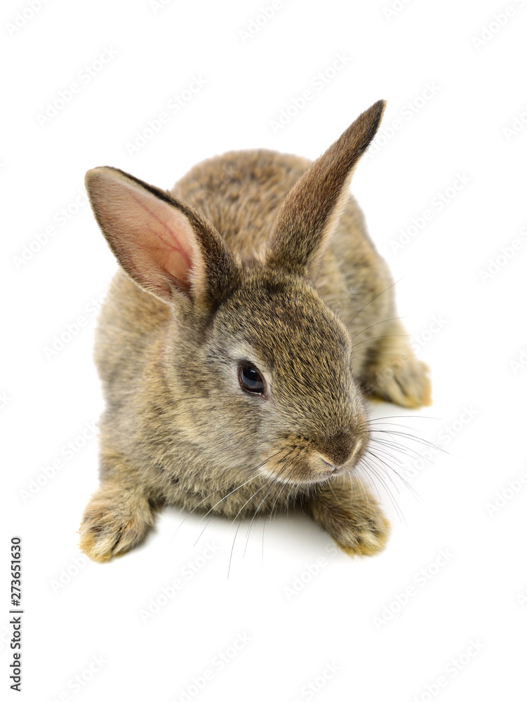 Obraz premium rabbit on a white background 