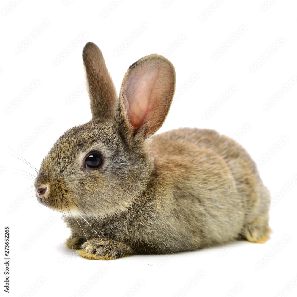 Fototapeta premium rabbit on a white background 