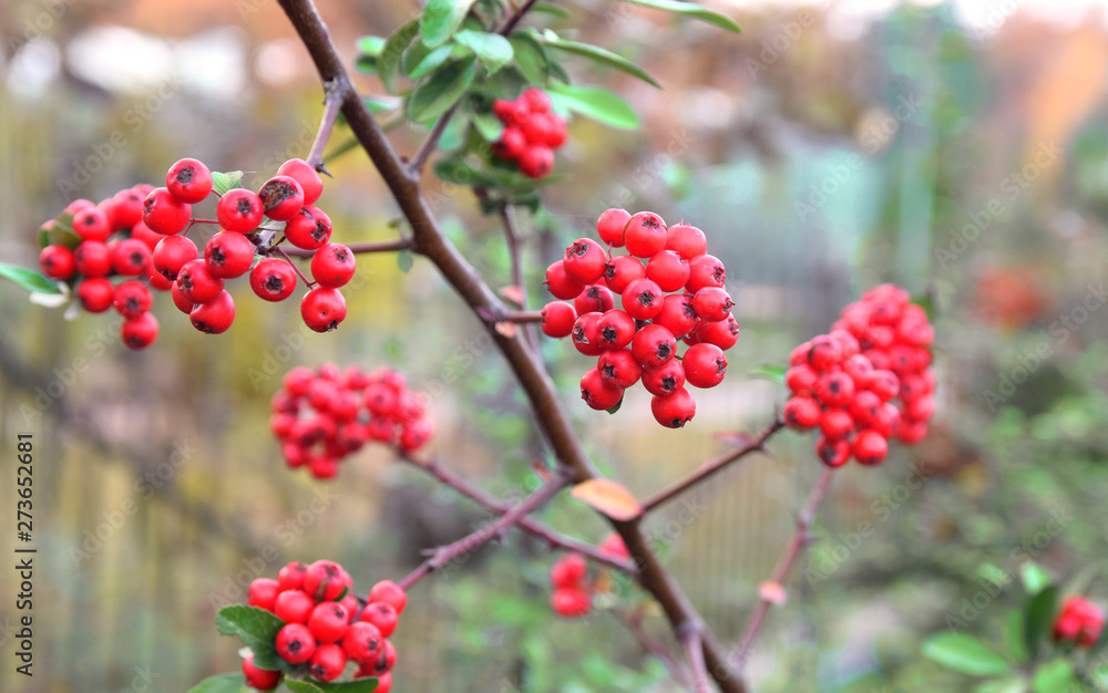 Sprig with beautiful red rowan berries. Sprig with beautiful red rowan berries.
