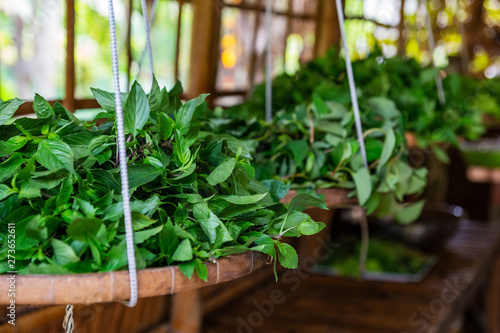 Thai Basil leaves close-up in the Mekong Delta, Vietnam.