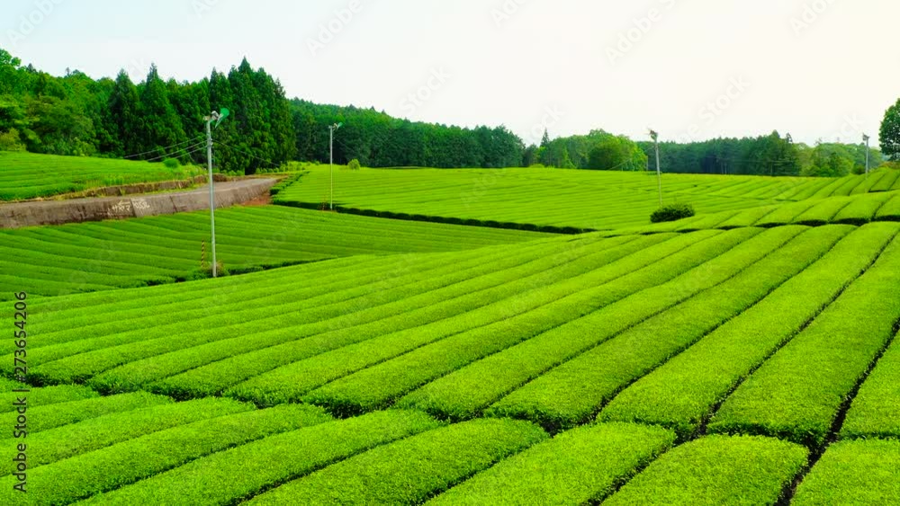 Tea plantation in aerial view at Mount Fuji, Japan 2019 Tea plantation in aerial view at Mount Fuji, Japan 2019