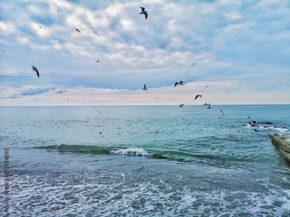 seagulls on beach