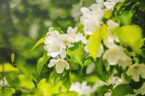 Blooming apple tree close up. Beautiful white flowers, bright foliage, beautiful amazing bokeh. The concept of summer bloom. Natural background image. Beauty of nature.