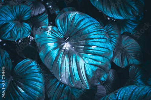 Close up tropical nature blue leaf caladium texture background.