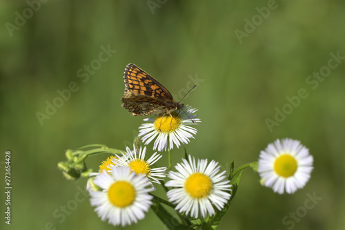 butterfly on flower © Alla Dmitriuk