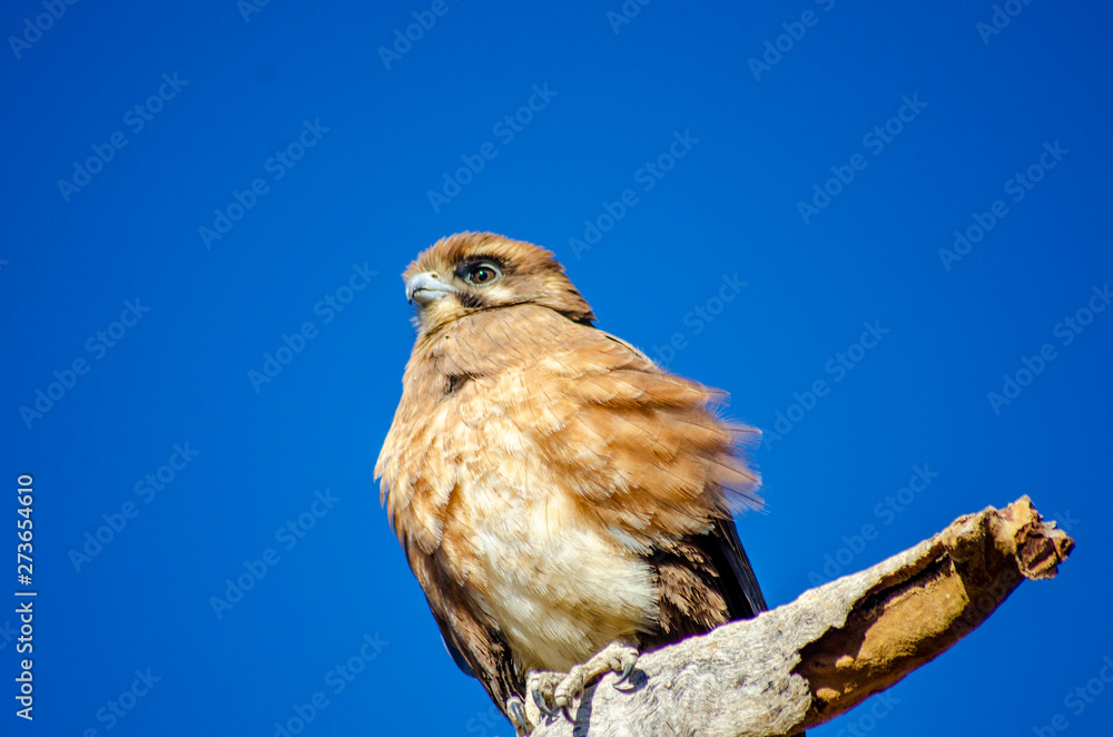 An eagle sits on a branch with a blue sky background An eagle sits on a branch with a blue sky background