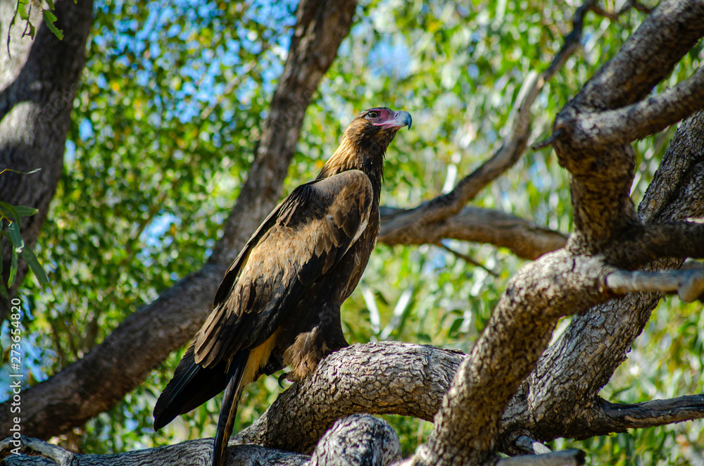 A Wedge Tail Eagle perches in a tree A Wedge Tail Eagle perches in a tree