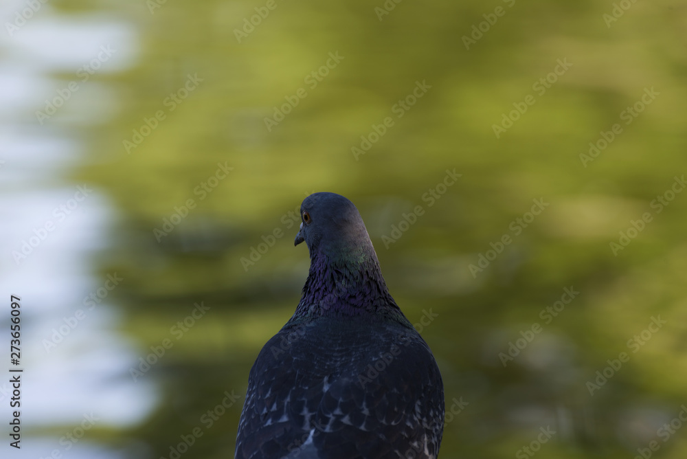 Dove on seeking food. Portrait of a pigeon. Wild bird A dove sits by the water. Dove. Dove on seeking food. Portrait of a pigeon. Wild bird A dove sits by the water. Dove.