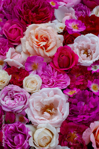 pink,red, violet and white roses background