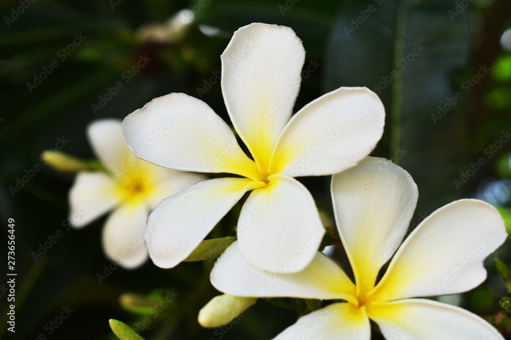 flowers frangipani plumeria flowers frangipani plumeria