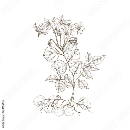 Monochrome outline drawing of potato plant with flowers, roots and tubers. Edible cultivated tuberous crop hand drawn with contour lines on white background. Elegant realistic vector illustration.