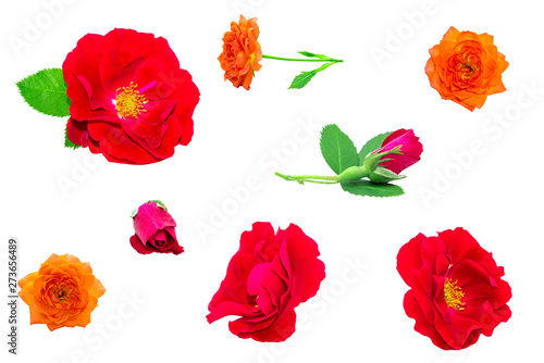 Red Rose flower isolated set on white background