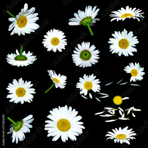 White Chamomile flower isolated set on black background